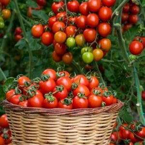 BCP AGR. FRESH TOMATOES